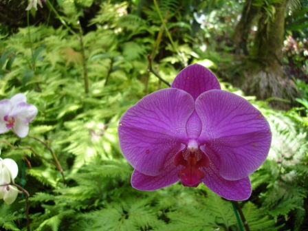 Purple Orchid Hawaii
